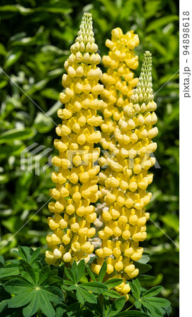 Garden Lupin, Lupinus polyphyllus 94898618