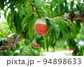 桃狩り　桃　果樹園　味覚狩り　楽しい　ピーチ　 94898633