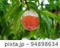 桃狩り　桃　果樹園　味覚狩り　楽しい　ピーチ　 94898634