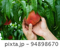 桃を包む手　桃狩り　味覚狩り　桃　収穫　果実　果樹園 94898670