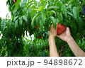 桃を包む手　桃狩り　味覚狩り　桃　収穫　果実　果樹園 94898672