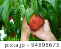 桃を包む手　桃狩り　味覚狩り　桃　収穫　果実　果樹園 94898673