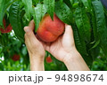 桃を包む手　桃狩り　味覚狩り　桃　収穫　果実　果樹園 94898674