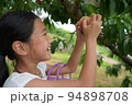少女　桃狩り　楽しい　笑顔　果樹園　小学生　桃 94898708
