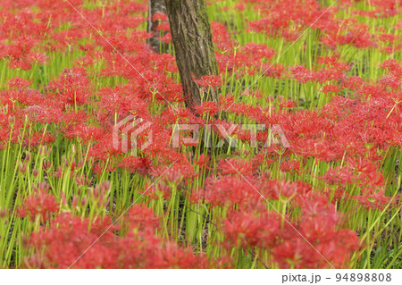 曼珠沙華 　彼岸花　リコリス　巾着田　 絶景　満開 94898808