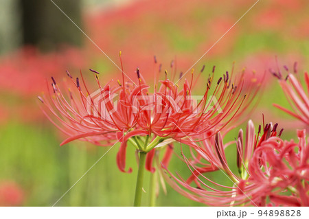 曼珠沙華 彼岸花 リコリス 巾着田 絶景 満開 曼珠沙華 彼岸花 リコリス 巾着田 絶景 満開 94898828