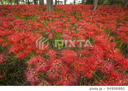 曼珠沙華 　彼岸花　リコリス　巾着田　 絶景　満開 94898860