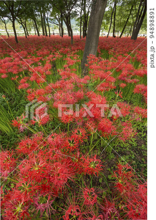 曼珠沙華  彼岸花 リコリス 巾着田  絶景 満開 曼珠沙華  彼岸花 リコリス 巾着田  絶景 満開 94898891