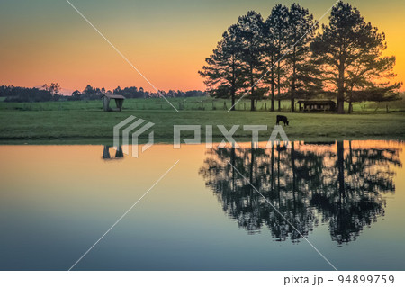 Lonely cow and lake at sunset , Rio Grande do Sul landscape, Southern Brazil 94899759