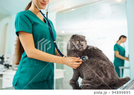 Woman veterinarian examining cat on table in veterinary clinic. Healthcare, medicine treatment of pets. Woman veterinarian examining cat on table in veterinary clinic. Healthcare, medicine treatment of pets. 94899895