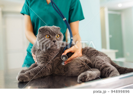 Woman veterinarian examining cat on table in veterinary clinic. Healthcare, medicine treatment of pets. 94899896