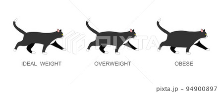Cat with ideal weight, overweight and obese. Kitten with normal and fat body condition. Domestic animals obesity process infographic Cat with ideal weight, overweight and obese. Kitten with normal and fat body condition. Domestic animals obesity process infographic 94900897