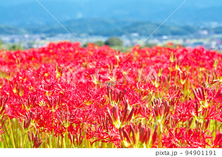 【彼岸花】 94901191
