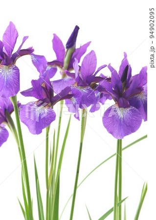 アヤメ 青紫色の花 和風 明るい背景 アヤメ 青紫色の花 和風 明るい背景 94902095