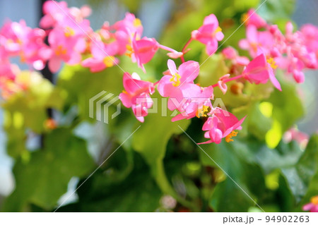 ベゴニアの花　アンジョーンズ 94902263