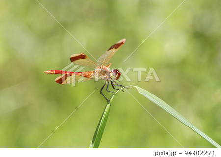 ミヤマアカネ 94902271