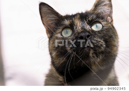 cat looking up Close up portrait of green eye of American shorthair cat of grey color. blurred background in light colors cat looking up Close up portrait of green eye of American shorthair cat of grey color. blurred background in light colors 94902345