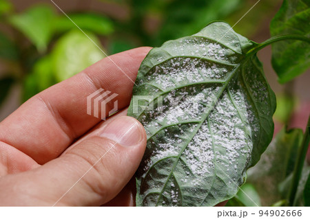 Insect pests, aphid, on the shoots and fruits of plants, Spider mite on flowers. Pepper leaves attacked by malicious insects. 94902666