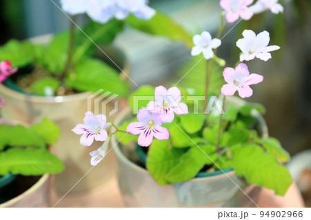 ストレプトカーパスの花 ストレプトカーパスの花 94902966