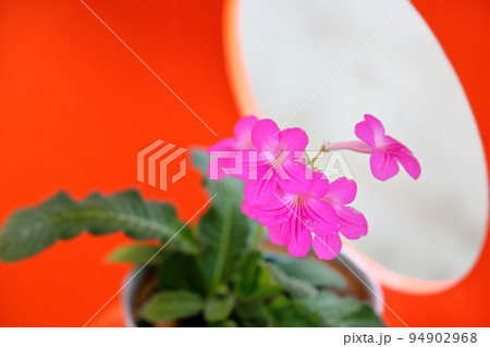 ストレプトカーパスの花 ストレプトカーパスの花 94902968