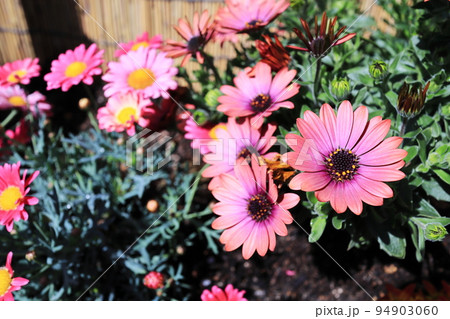 美しいブラキカムの花 美しいブラキカムの花 94903060