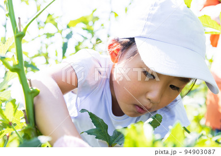 畑の野菜を収穫するかわいい子供 94903087