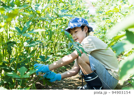 畑の野菜を収穫する子供 94903154