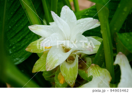 雨に濡れたターメリックの花 雨に濡れたターメリックの花 94903462