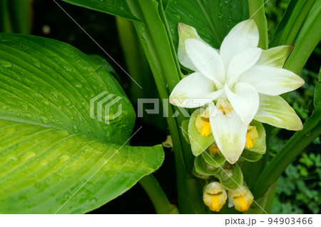 雨に濡れたターメリックの花 94903466