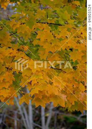 秋の黄色のイタヤカエデ 94903524