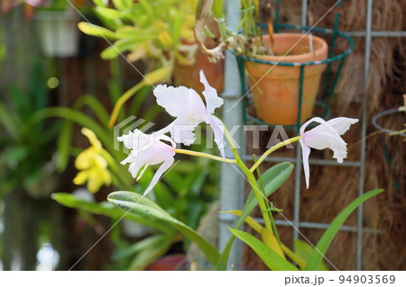 可愛いランの花 可愛いランの花 94903569