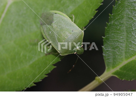 生き物 昆虫 ミナミアオカメムシ、アオクサカメムシそっくり。腹部外縁の黒点の入り方で見分けるようです 生き物 昆虫 ミナミアオカメムシ、アオクサカメムシそっくり。腹部外縁の黒点の入り方で見分けるようです 94905047