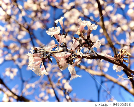 Flowers of the white Ipe tree, Tabebuia...の写真素材 [94905398