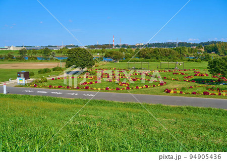 東京都葛飾区柴又7丁目の江戸川河川敷にある柴又公園花壇 東京都葛飾区柴又7丁目の江戸川河川敷にある柴又公園花壇 94905436