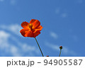 キバナコスモス 94905587