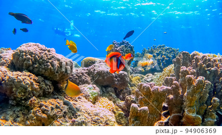 沖縄　阿嘉島のニシハマビーチ　水中撮影 94906369