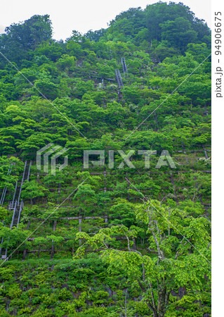 秩父さくら湖 浦山ダム 天端付近 山の眺め 早朝新緑の風景 秩父さくら湖 浦山ダム 天端付近 山の眺め 早朝新緑の風景 94906675