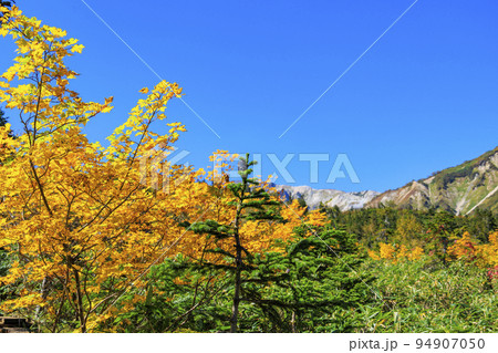 紅葉真っ盛りな栂池自然園 94907050
