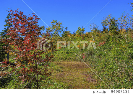 紅葉真っ盛りな栂池自然園 紅葉真っ盛りな栂池自然園 94907152