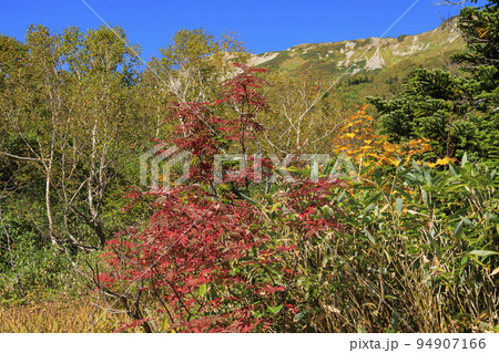 紅葉真っ盛りな栂池自然園 紅葉真っ盛りな栂池自然園 94907166