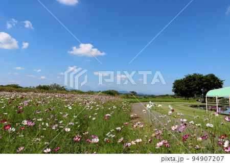 河川敷でそよ風に揺れるコスモスの花　道　穏やかな風景　鬼怒グリーンパーク 94907207