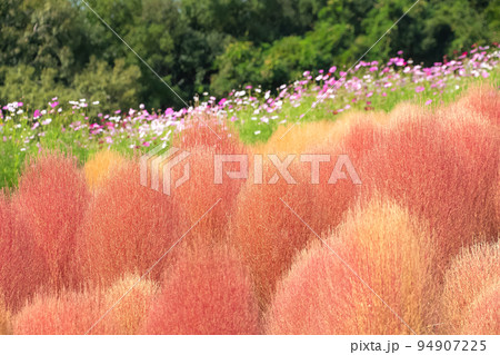 モコモコが可愛い コキアの紅葉 万博記念公園 モコモコが可愛い コキアの紅葉 万博記念公園 94907225