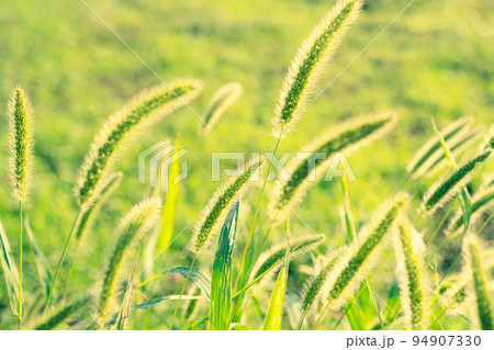 陽射しを受ける猫じゃらし エノコログサと緑の背景　a-3 暖色寒色強調 94907330