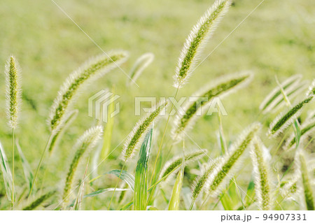 陽射しを受ける猫じゃらし エノコログサと緑の背景　a-4 フィルム調 94907331
