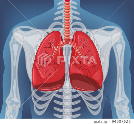 Human internal organ with lungs 94907629