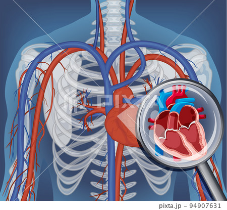 X-ray of human body with internal organs 94907631