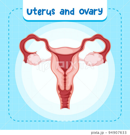 Human internal organ with uterus 94907633