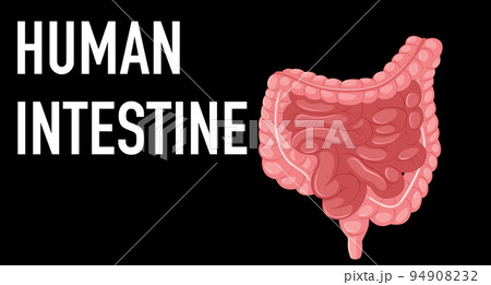 Human internal organ with intestine Human internal organ with intestine 94908232