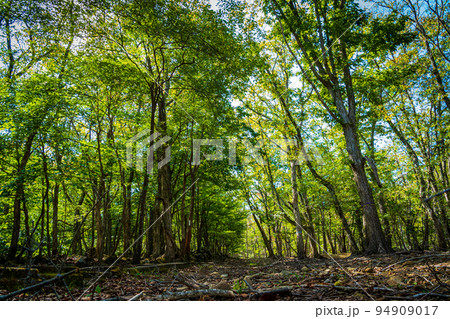 高原の森 94909017