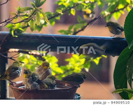 A tumultuous scenery of a flock of japanese white - eye taking a bath in a water basin. A tumultuous scenery of a flock of japanese white - eye taking a bath in a water basin. 94909510